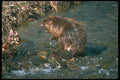173025 Beaver A4 Photo Print