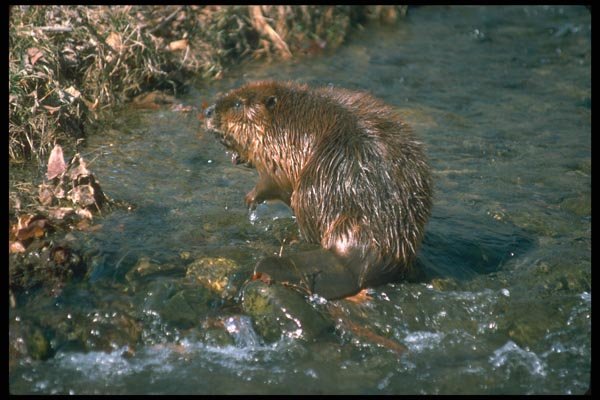173025 Beaver A4 Photo Print