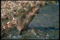 173026 Beaver Standing Erect A4 Photo Print