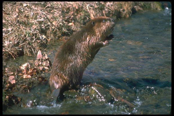 173026 Beaver Standing Erect A4 Photo Print