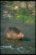 173027 Beaver A4 Photo Print