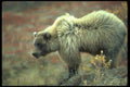 173028 Grizzly Bear A4 Photo Print