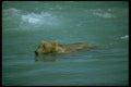 173029 Grizzly Bear Swimming In River A4 Photo Print