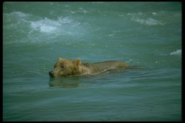 173029 Grizzly Bear Swimming In River A4 Photo Print