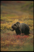 173030 Grizzly Bear A4 Photo Print