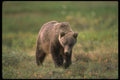 173031 Grizzly Bear A4 Photo Print