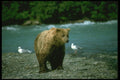 173032 Grizzly Bear Beside Wilderness River A4 Photo Print