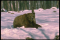173033 Grizzly Bear young Adult In Snowy Woods A4 Photo Print