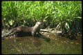 173034 River Otter summer A4 Photo Print