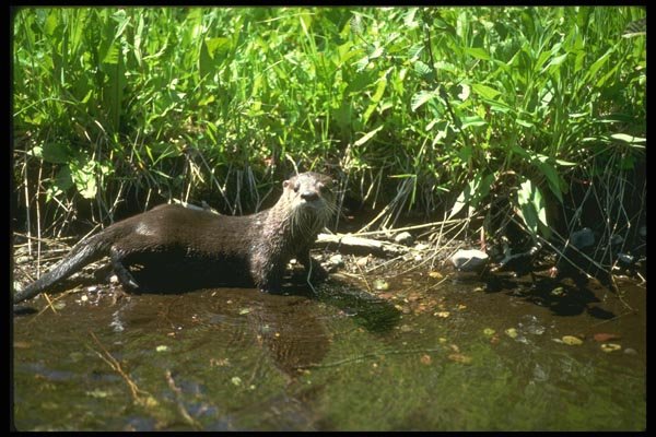 173034 River Otter summer A4 Photo Print