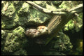 173035 River Otter Peering Out Of Rocky Den A4 Photo Print