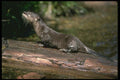 173036 River Otter A4 Photo Print
