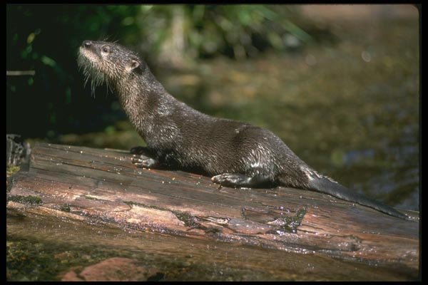 173036 River Otter A4 Photo Print