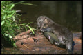 173037 River Otter With Freshly Caught Trout A4 Photo Print