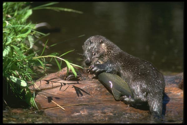 173037 River Otter With Freshly Caught Trout A4 Photo Print