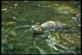 173038 River Otter A4 Photo Print
