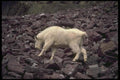173039 Rocky Mountain Goat A4 Photo Print