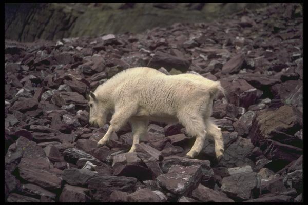 173039 Rocky Mountain Goat A4 Photo Print