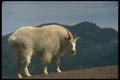 173040 Rocky Mountain Goat large Alert Billy A4 Photo Print