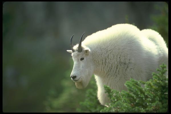 173041 Mountain Goat male A4 Photo Print