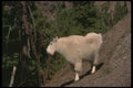 173042 Rocky Mountain Goat alert Billy On Mountainside A4 Photo Print