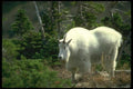 173043 Mountain Goat male A4 Photo Print