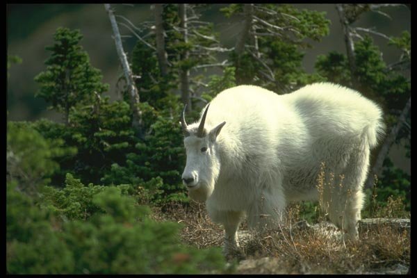 173043 Mountain Goat male A4 Photo Print