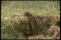 173044 Mink On Stream Bank A4 Photo Print