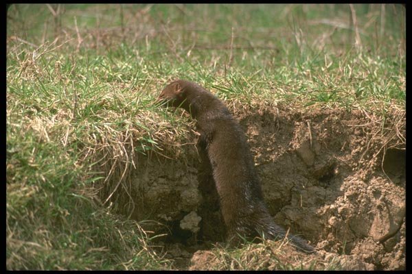 173044 Mink On Stream Bank A4 Photo Print