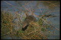 173045 Mink Resting On Grassy Tussock In Marsh A4 Photo Print