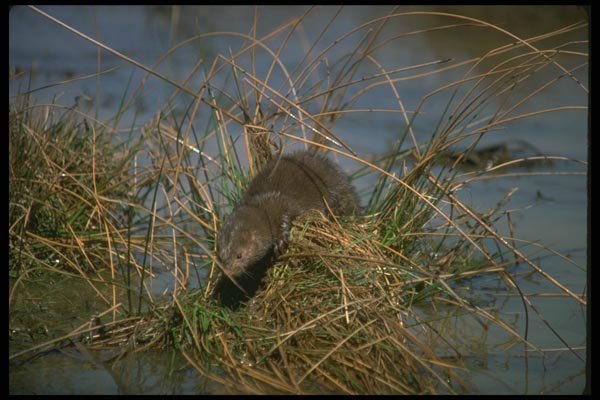 173045 Mink Resting On Grassy Tussock In Marsh A4 Photo Print
