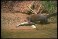 173046 Mink With Small Fish A4 Photo Print