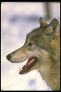 173047 Wolf (close Up) A4 Photo Print