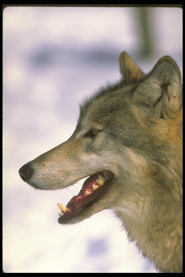 173047 Wolf (close Up) A4 Photo Print