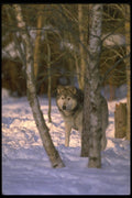 173048 Wolf At Edge Of Snowy Forest A4 Photo Print