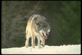 173049 Wolf On Snowy Horizon A4 Photo Print