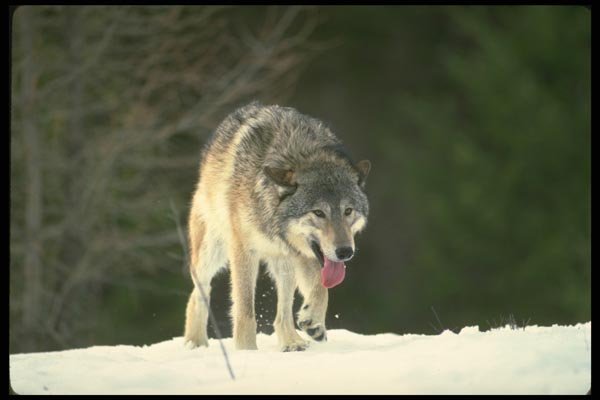 173049 Wolf On Snowy Horizon A4 Photo Print