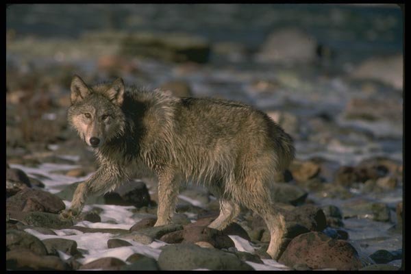 173050 Gray Wolf Foraging Along Icy River A4 Photo Print