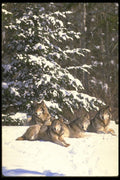 173051 Wolf Pack At Edge Of Snowy Woods A4 Photo Print