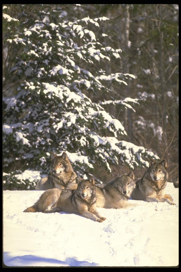 173051 Wolf Pack At Edge Of Snowy Woods A4 Photo Print