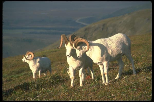 173052 Dall Sheep rams Greeting A4 Photo Print