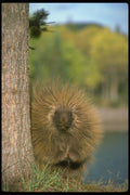 173053 Porcupine A4 Photo Print