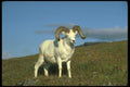 173054 Dall Sheep huge Ram A4 Photo Print