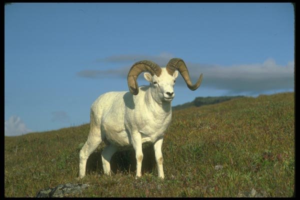 173054 Dall Sheep huge Ram A4 Photo Print
