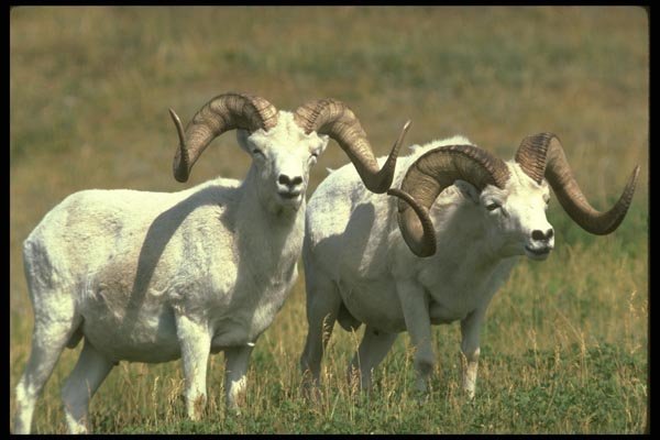 173055 Dall Sheep pair Of Big Rams A4 Photo Print