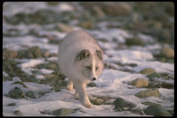 173056 Arctic Fox In Snowy Rocks A4 Photo Print