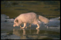 173057 Arctic Fox Foraging Along Icy River A4 Photo Print