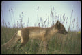 173058 Arctic Fox On Summer Tundra A4 Photo Print