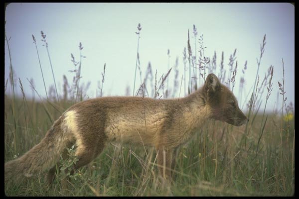 173058 Arctic Fox On Summer Tundra A4 Photo Print