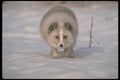 173059 Arctic Fox On Snow A4 Photo Print